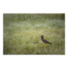 Lapwing Bird on the Grass