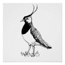 Lapwing Monochrome Print