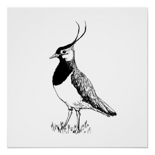 Lapwing Monochrome Print (Front)