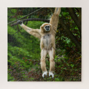 Lar Gibbon Hanging From The Tree Jigsaw Puzzle