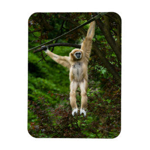 Lar Gibbon Hanging From The Tree Magnet