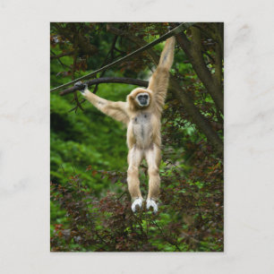 Lar Gibbon Hanging From The Tree Poster Postcard