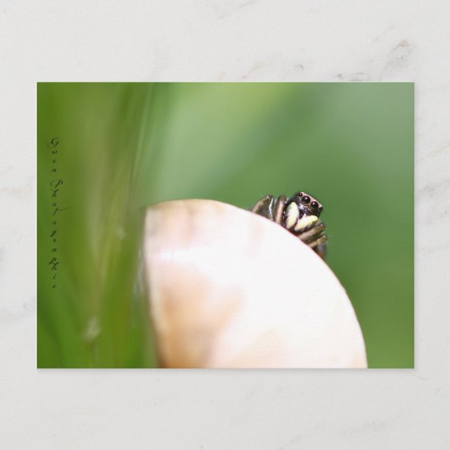 L'araignée saltique "la sauteuse" postcard (Front)