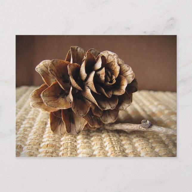 Larch Cone Postcard (Front)