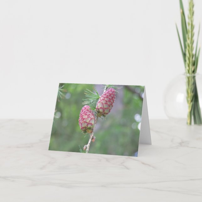 Larch (Larix) card (Front)