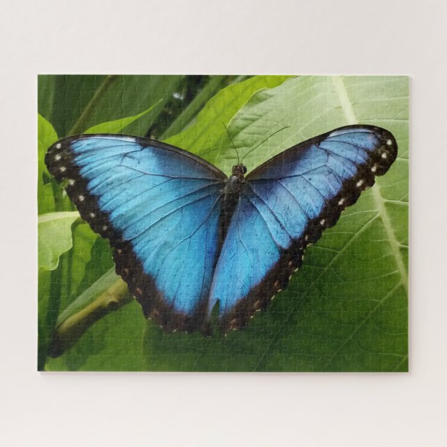 Large 520p 16 x 20 butterfly photo puzzle gift box (Horizontal)