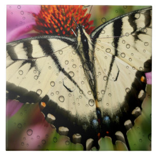 Large (6" X 6") Ceramic Photo Tile/Butterfly Tile