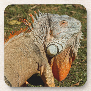 Large Adult Green Iguana Lizard in the Grass Coaster