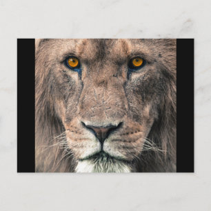 Large African Lion head eye contact close up male Postcard