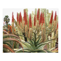 Large aloe in bloom