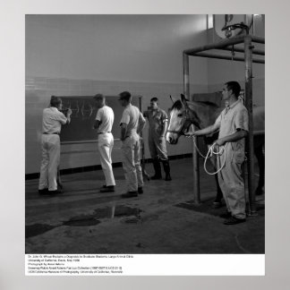 Large Animal Clinic, UC Davis, 1966 Poster