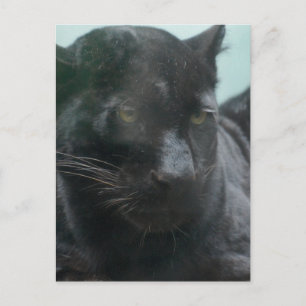 Large Black Panther Postcard