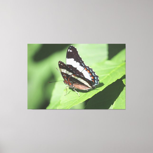 Large Butterfly Canvas Print (Front)