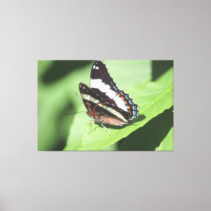 Large Butterfly Canvas Print