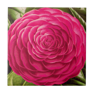 Large Camellia Blossom, Fuchsia Pink Tile