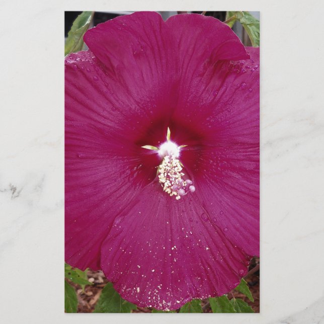 large dark red Hibiscus (Front)