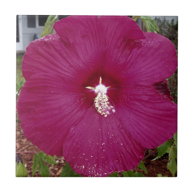 large dark red Hibiscus Tile (Front)
