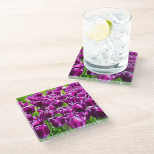 Large field of purple tulips glass coaster