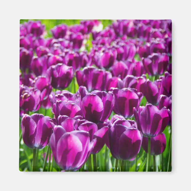 Large field of purple tulips magnet (Front)