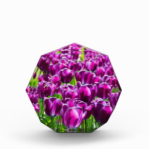 Large field of purple tulips photo block