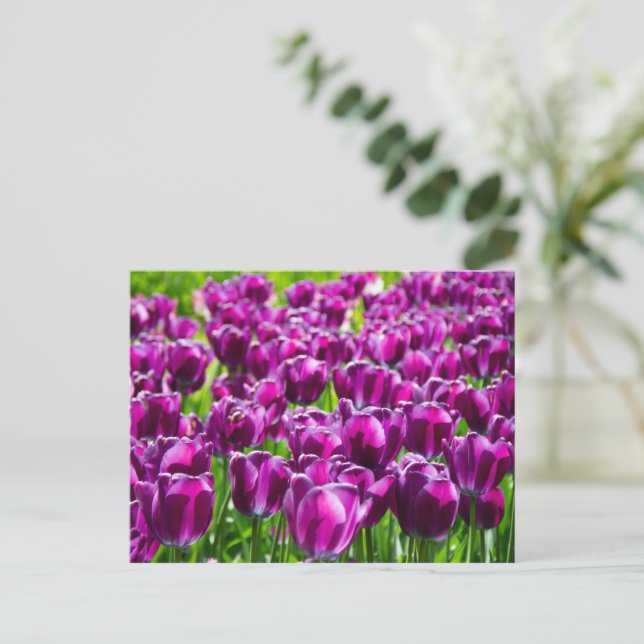 Large field of purple tulips postcard (Standing Front)