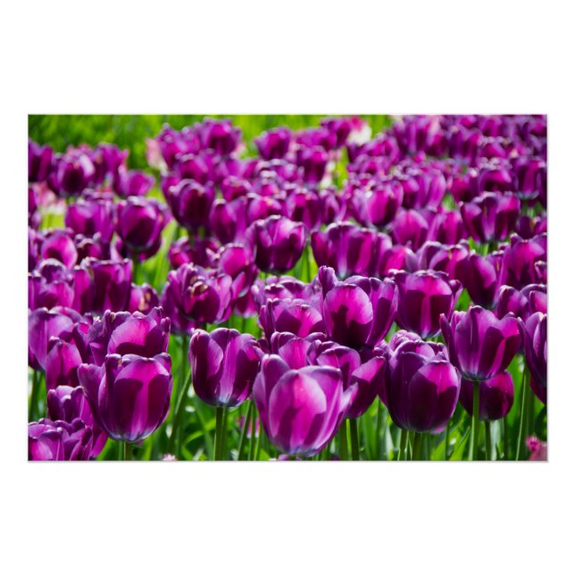 Large field of purple tulips poster (Front)