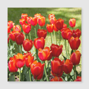 Large field of red tulips