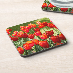 Large field of red tulips coaster