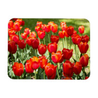 Large field of red tulips 