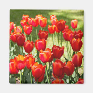 Large field of red tulips magnet