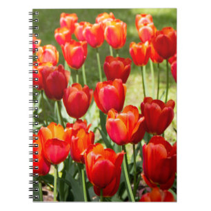 Large field of red tulips notebook