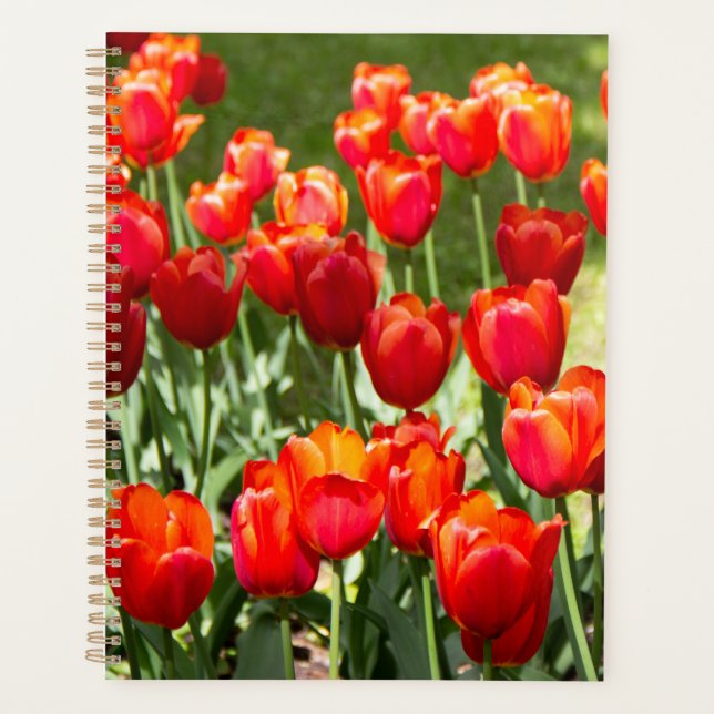 Large field of red tulips   planner (Front)