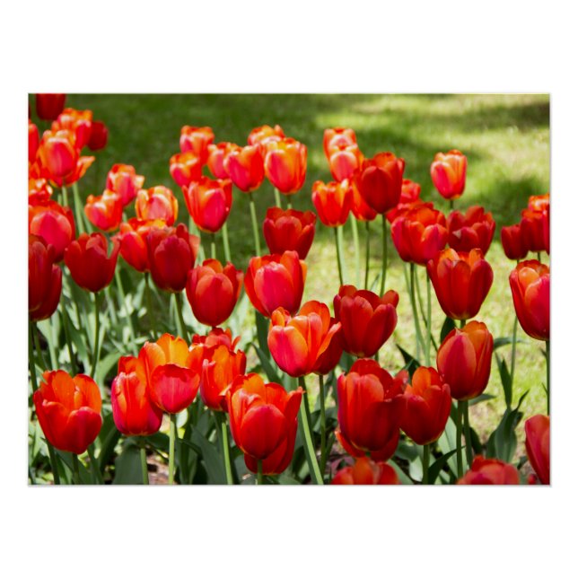 Large field of red tulips  poster (Front)