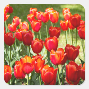 Large field of red tulips   square sticker