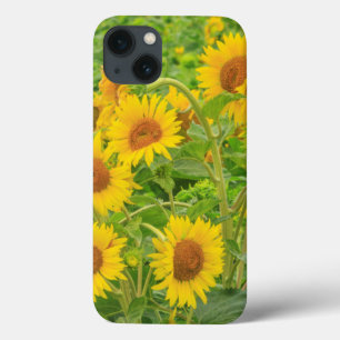 Large field of sunflowers near Moses Lake, WA 2 iPhone 13 Case