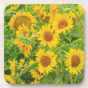 Large field of sunflowers near Moses Lake, WA 2 Coaster