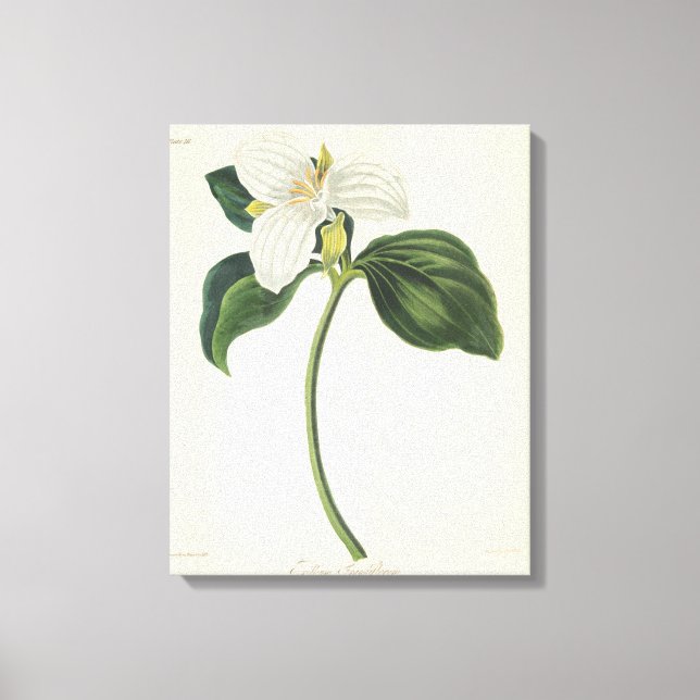 Large Flowered Trillium Canvas Print (Front)