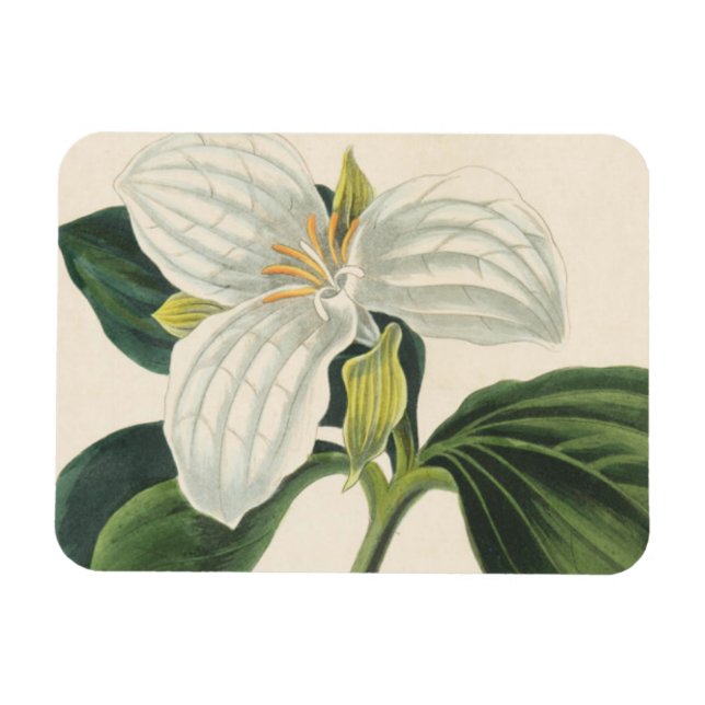Large Flowered Trillium Magnet (Horizontal)
