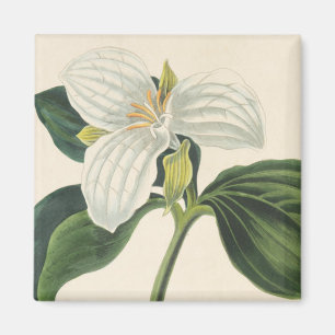 Large Flowered Trillium Magnet