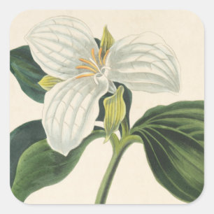 Large Flowered Trillium Square Sticker