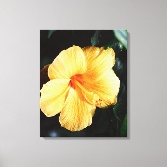 Large format Orange Yellow Hibiscus Picture Canvas Print (Front)