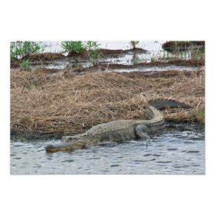 large Gator Photo Enlargement