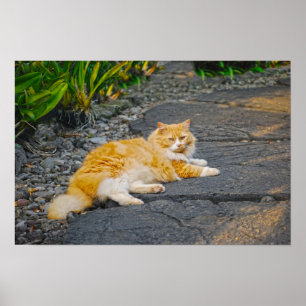 Large Ginger and White Cat Poster