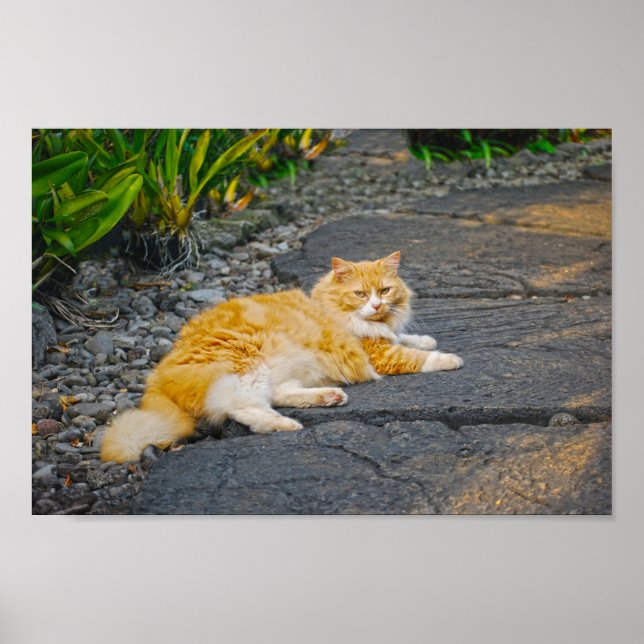 Large Ginger and White Cat Poster (Front)