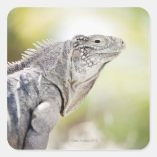 Large green Iguana basking in the sun in the Square Sticker