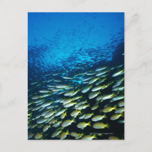 Large group of Bigeye Snapper fish swimming Postcard