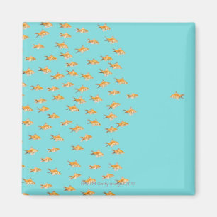Large group of goldfish facing one lone goldfish magnet