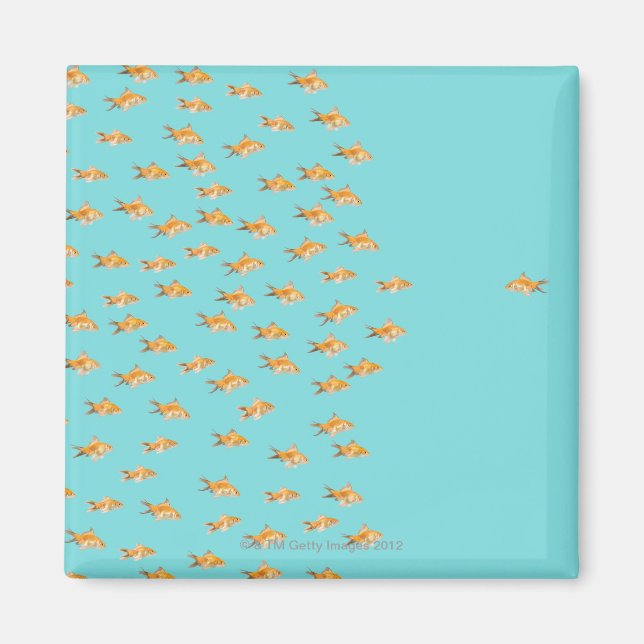 Large group of goldfish facing one lone goldfish magnet (Front)