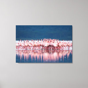 Large Group Of Lesser Flamingos Canvas Print