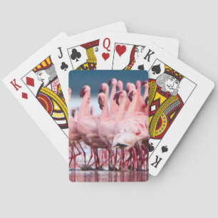 Large Group Of Lesser Flamingos Playing Cards